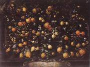 Bartolomeo Bimbi Orange lemon Limetten and Lunien France oil painting reproduction